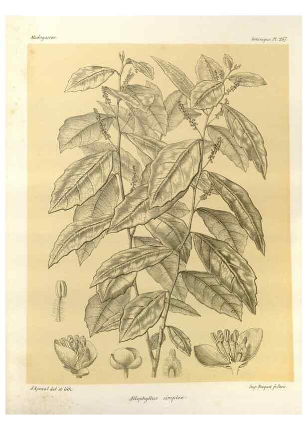 Reproducción/Reproduction 49785939276: Histoire physique, naturelle, et politique de Madagascar. Paris :Impr. nationale,1885-. 
