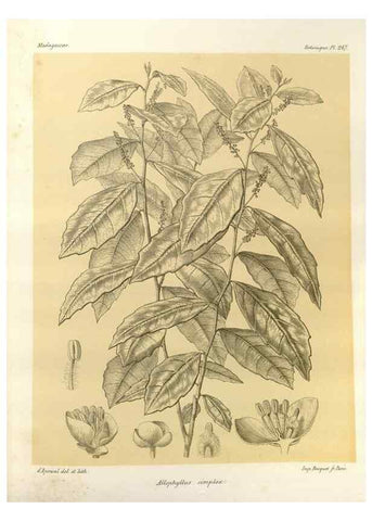 Reproducción/Reproduction 49785939276: Histoire physique, naturelle, et politique de Madagascar. Paris :Impr. nationale,1885-. 