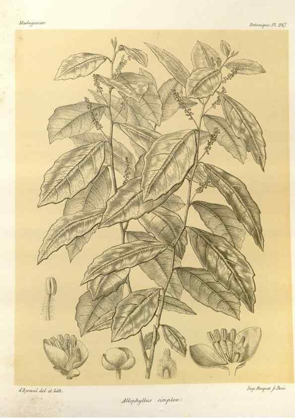 Reproducción/Reproduction 49785939276: Histoire physique, naturelle, et politique de Madagascar. Paris :Impr. nationale,1885-. 
