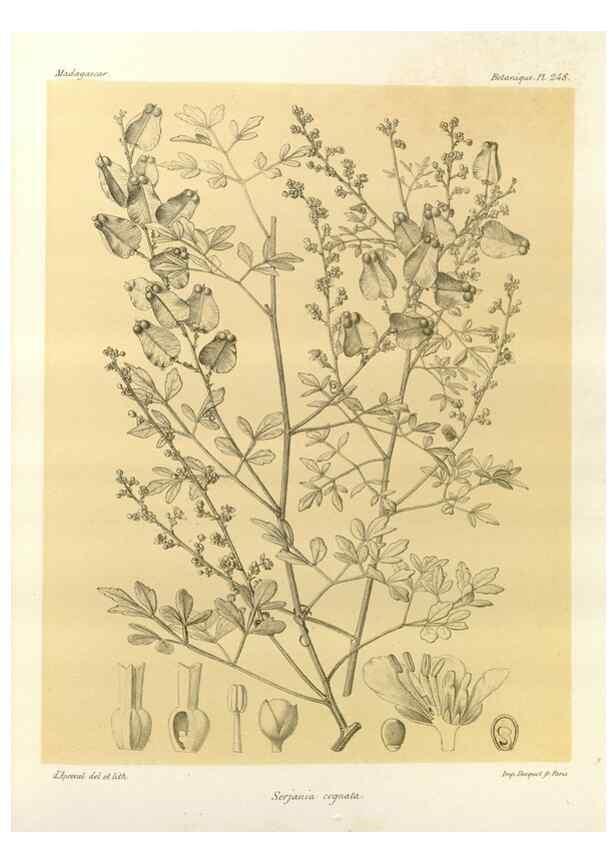 Reproducción/Reproduction 49785402273: Histoire physique, naturelle, et politique de Madagascar. Paris :Impr. nationale,1885-. 