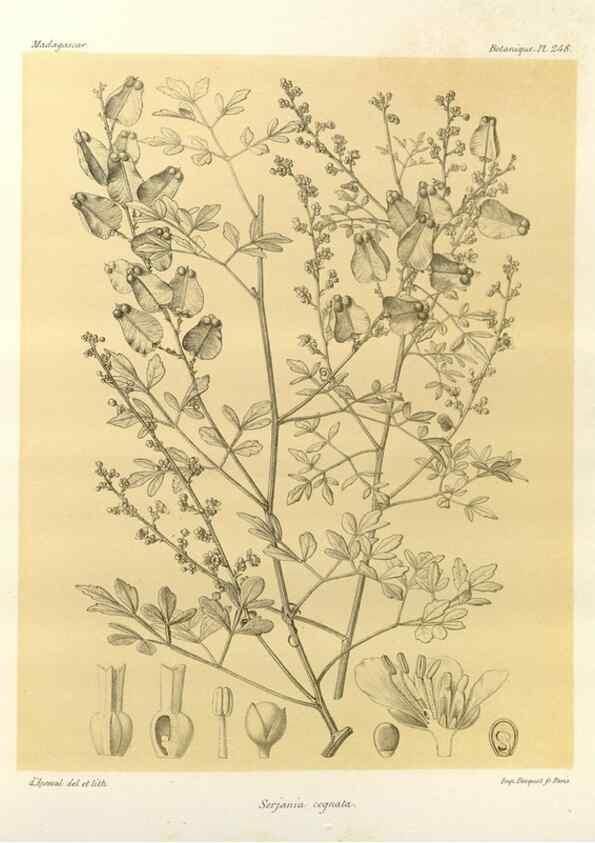 Reproducción/Reproduction 49785402273: Histoire physique, naturelle, et politique de Madagascar. Paris :Impr. nationale,1885-. 