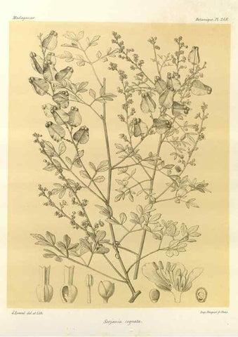 Reproducción/Reproduction 49785402273: Histoire physique, naturelle, et politique de Madagascar. Paris :Impr. nationale,1885-. 