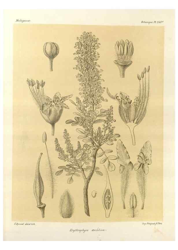 Reproducción/Reproduction 49786260307: Histoire physique, naturelle, et politique de Madagascar. Paris :Impr. nationale,1885-. 