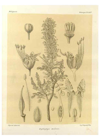Reproducción/Reproduction 49786260307: Histoire physique, naturelle, et politique de Madagascar. Paris :Impr. nationale,1885-. 