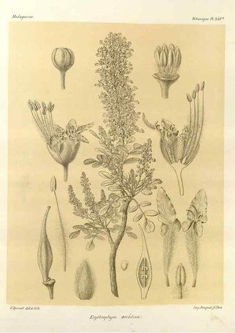 Reproducción/Reproduction 49786260307: Histoire physique, naturelle, et politique de Madagascar. Paris :Impr. nationale,1885-. 