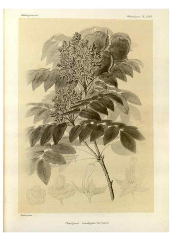 Reproducción/Reproduction 49786260722: Histoire physique, naturelle, et politique de Madagascar. Paris :Impr. nationale,1885-. 