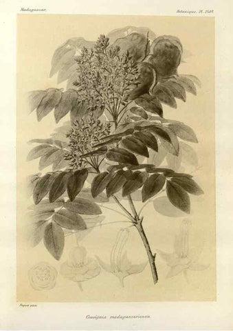 Reproducción/Reproduction 49786260722: Histoire physique, naturelle, et politique de Madagascar. Paris :Impr. nationale,1885-. 