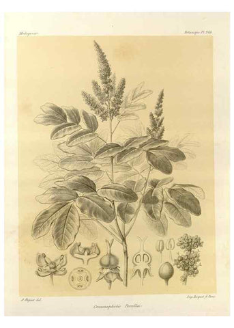 Reproducción/Reproduction 49786260992: Histoire physique, naturelle, et politique de Madagascar. Paris :Impr. nationale,1885-. 