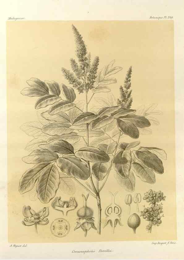 Reproducción/Reproduction 49786260992: Histoire physique, naturelle, et politique de Madagascar. Paris :Impr. nationale,1885-. 