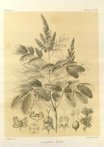 Reproducción/Reproduction 49786260992: Histoire physique, naturelle, et politique de Madagascar. Paris :Impr. nationale,1885-. 