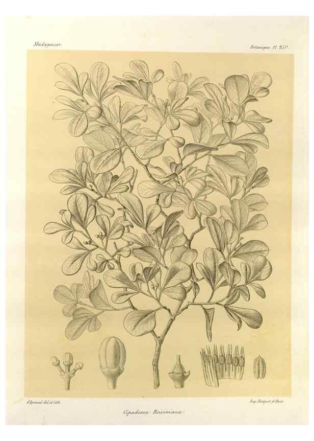 Reproducción/Reproduction 49785403648: Histoire physique, naturelle, et politique de Madagascar. Paris :Impr. nationale,1885-. 