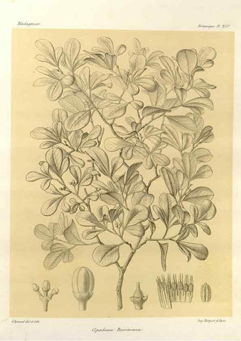 Reproducción/Reproduction 49785403648: Histoire physique, naturelle, et politique de Madagascar. Paris :Impr. nationale,1885-. 