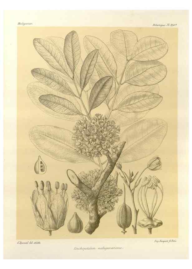 Reproducción/Reproduction 49786261552: Histoire physique, naturelle, et politique de Madagascar. Paris :Impr. nationale,1885-. 