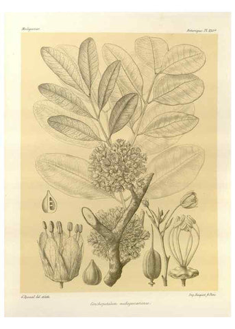Reproducción/Reproduction 49786261552: Histoire physique, naturelle, et politique de Madagascar. Paris :Impr. nationale,1885-. 