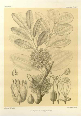 Reproducción/Reproduction 49786261552: Histoire physique, naturelle, et politique de Madagascar. Paris :Impr. nationale,1885-. 