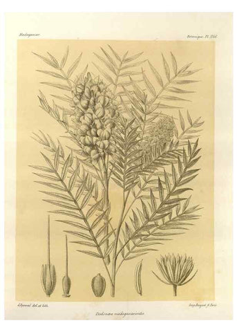 Reproducción/Reproduction 49785401778: Histoire physique, naturelle, et politique de Madagascar. Paris :Impr. nationale,1885-. 