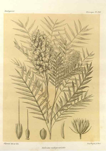 Reproducción/Reproduction 49785401778: Histoire physique, naturelle, et politique de Madagascar. Paris :Impr. nationale,1885-. 