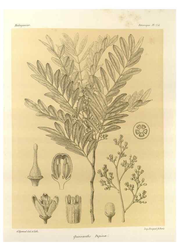 Reproducción/Reproduction 49785941446: Histoire physique, naturelle, et politique de Madagascar. Paris :Impr. nationale,1885-. 