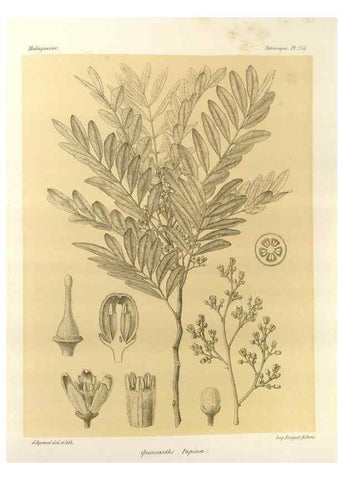 Reproducción/Reproduction 49785941446: Histoire physique, naturelle, et politique de Madagascar. Paris :Impr. nationale,1885-. 