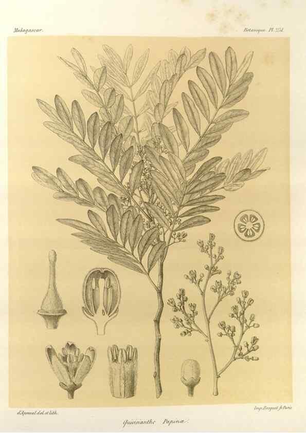 Reproducción/Reproduction 49785941446: Histoire physique, naturelle, et politique de Madagascar. Paris :Impr. nationale,1885-. 