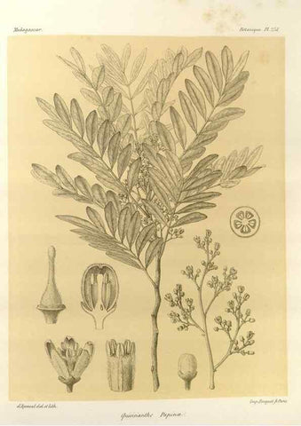 Reproducción/Reproduction 49785941446: Histoire physique, naturelle, et politique de Madagascar. Paris :Impr. nationale,1885-. 