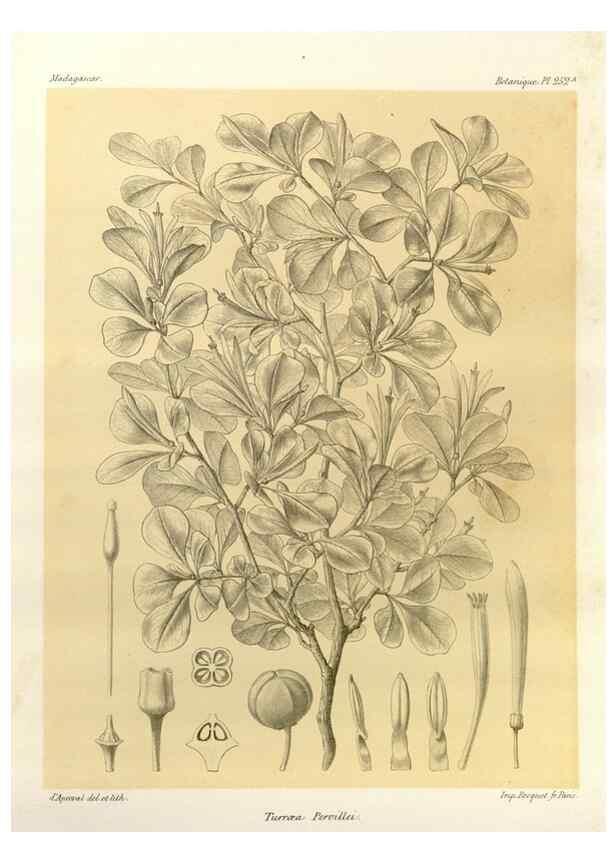 Reproducción/Reproduction 49785404823: Histoire physique, naturelle, et politique de Madagascar. Paris :Impr. nationale,1885-. 