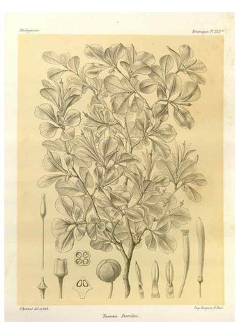 Reproducción/Reproduction 49785404823: Histoire physique, naturelle, et politique de Madagascar. Paris :Impr. nationale,1885-. 