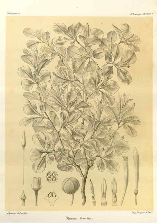Reproducción/Reproduction 49785404823: Histoire physique, naturelle, et politique de Madagascar. Paris :Impr. nationale,1885-. 