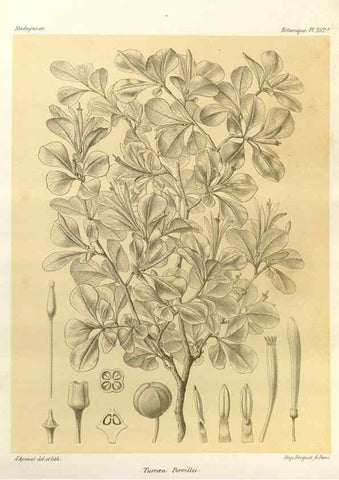 Reproducción/Reproduction 49785404823: Histoire physique, naturelle, et politique de Madagascar. Paris :Impr. nationale,1885-. 