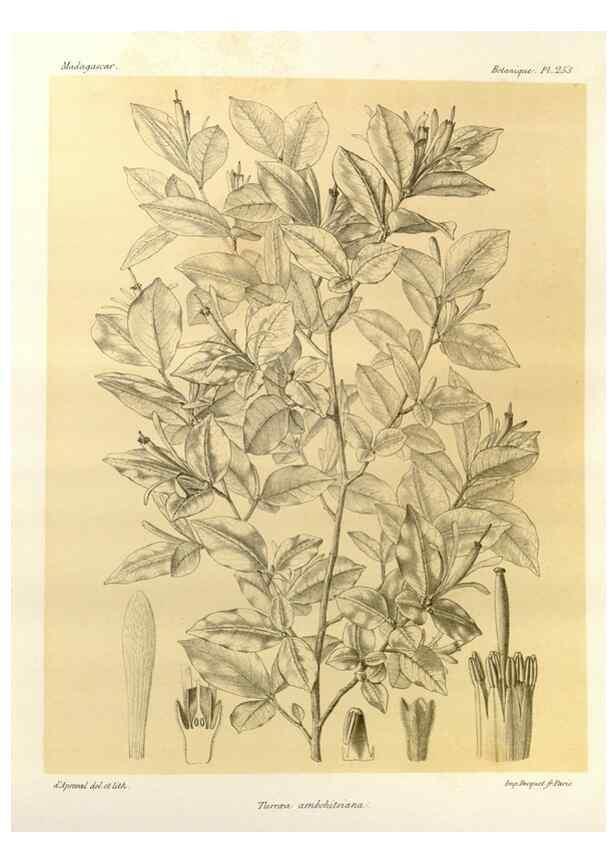 Reproducción/Reproduction 49785405113: Histoire physique, naturelle, et politique de Madagascar. Paris :Impr. nationale,1885-. 