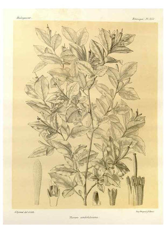 Reproducción/Reproduction 49785405113: Histoire physique, naturelle, et politique de Madagascar. Paris :Impr. nationale,1885-. 