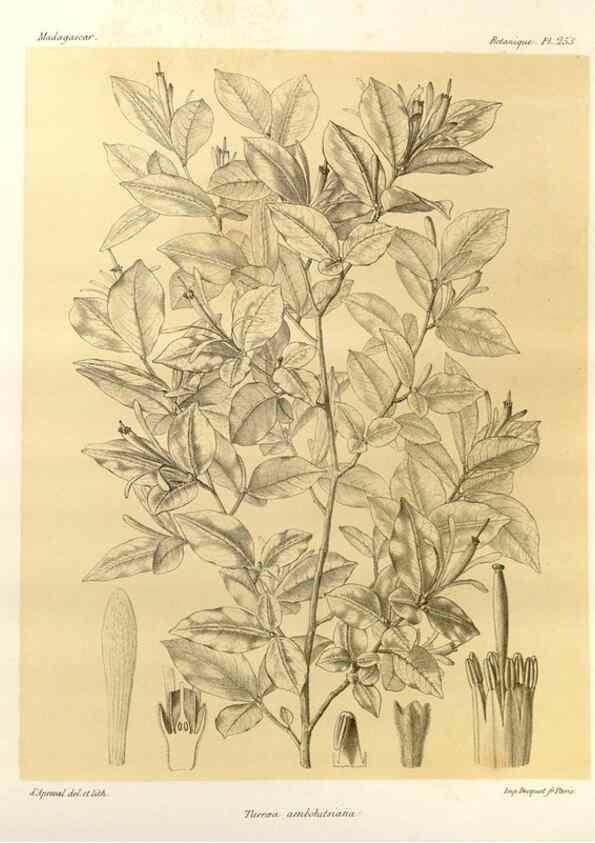 Reproducción/Reproduction 49785405113: Histoire physique, naturelle, et politique de Madagascar. Paris :Impr. nationale,1885-. 