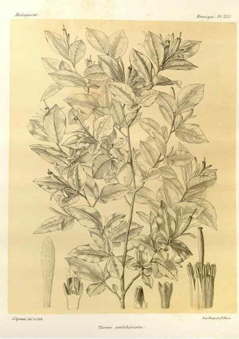 Reproducción/Reproduction 49785405113: Histoire physique, naturelle, et politique de Madagascar. Paris :Impr. nationale,1885-. 