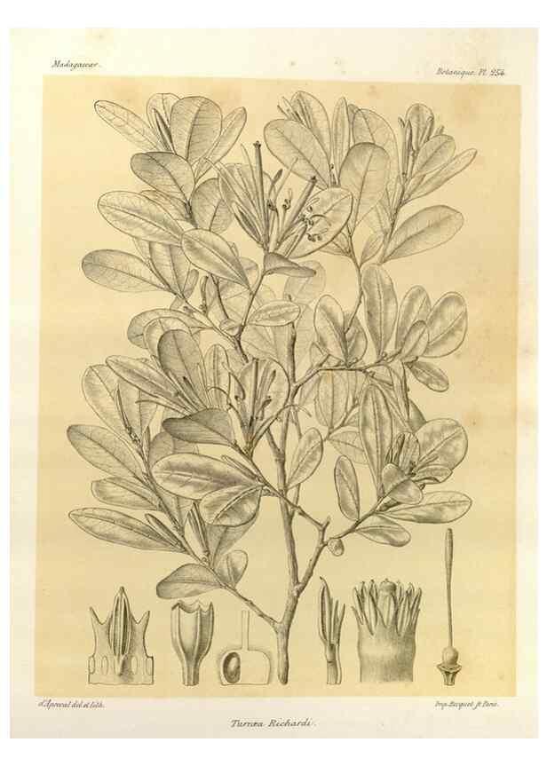 Reproducción/Reproduction 49785942621: Histoire physique, naturelle, et politique de Madagascar. Paris :Impr. nationale,1885-. 