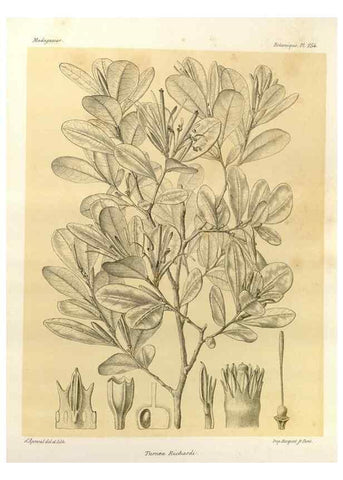 Reproducción/Reproduction 49785942621: Histoire physique, naturelle, et politique de Madagascar. Paris :Impr. nationale,1885-. 