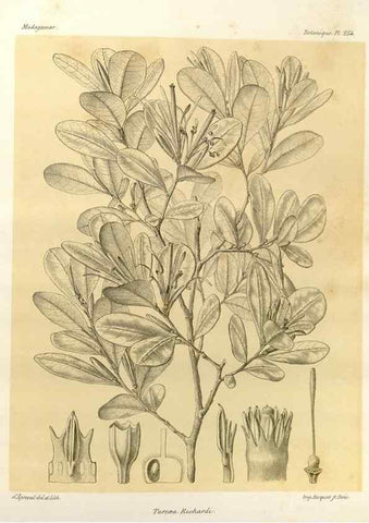 Reproducción/Reproduction 49785942621: Histoire physique, naturelle, et politique de Madagascar. Paris :Impr. nationale,1885-. 