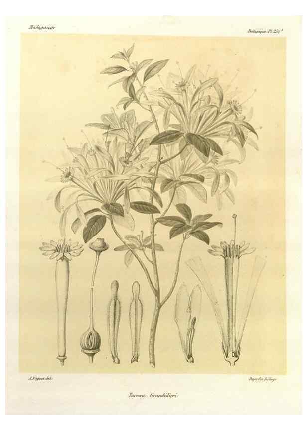 Reproducción/Reproduction 49786263367: Histoire physique, naturelle, et politique de Madagascar. Paris :Impr. nationale,1885-. 