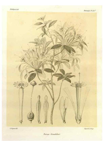 Reproducción/Reproduction 49786263367: Histoire physique, naturelle, et politique de Madagascar. Paris :Impr. nationale,1885-. 