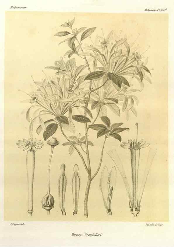 Reproducción/Reproduction 49786263367: Histoire physique, naturelle, et politique de Madagascar. Paris :Impr. nationale,1885-. 