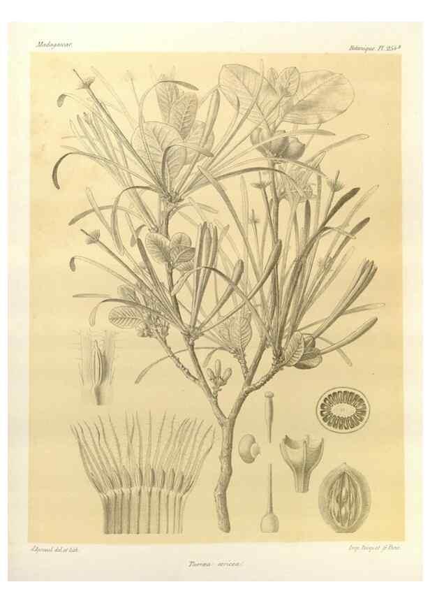 Reproducción/Reproduction 49785943301: Histoire physique, naturelle, et politique de Madagascar. Paris :Impr. nationale,1885-. 