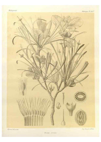 Reproducción/Reproduction 49785943301: Histoire physique, naturelle, et politique de Madagascar. Paris :Impr. nationale,1885-. 