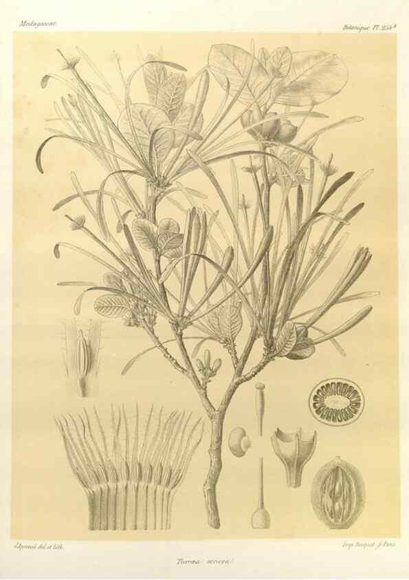 Reproducción/Reproduction 49785943301: Histoire physique, naturelle, et politique de Madagascar. Paris :Impr. nationale,1885-. 