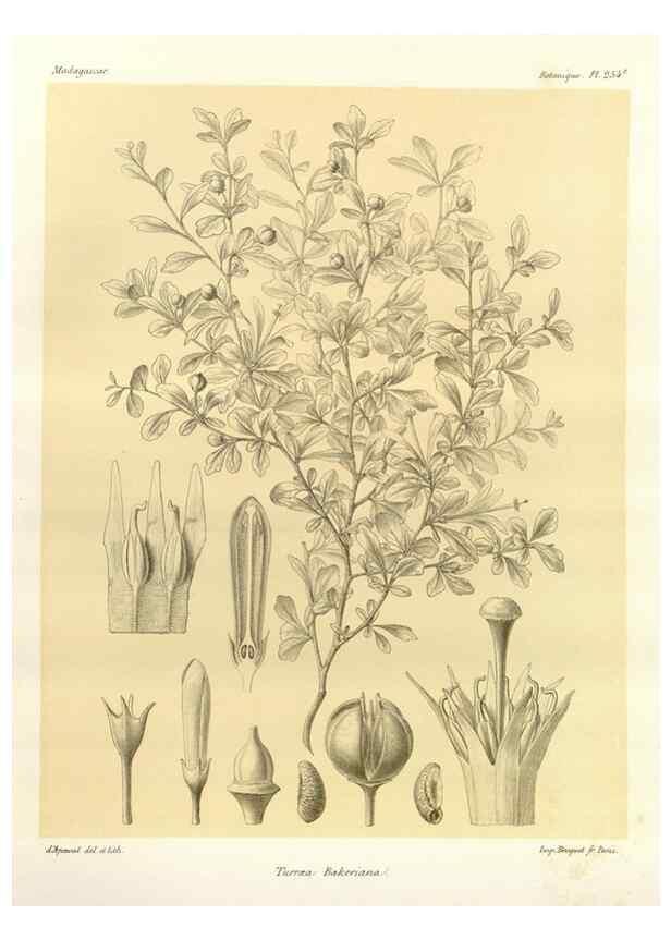 Reproducción/Reproduction 49785406428: Histoire physique, naturelle, et politique de Madagascar. Paris :Impr. nationale,1885-. 
