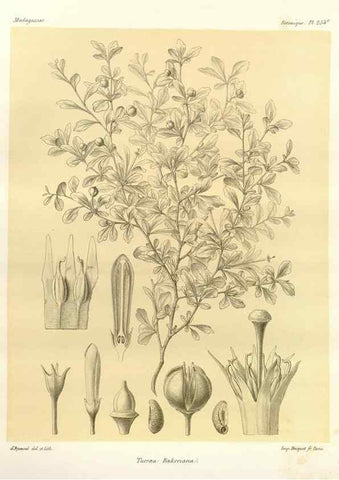 Reproducción/Reproduction 49785406428: Histoire physique, naturelle, et politique de Madagascar. Paris :Impr. nationale,1885-. 