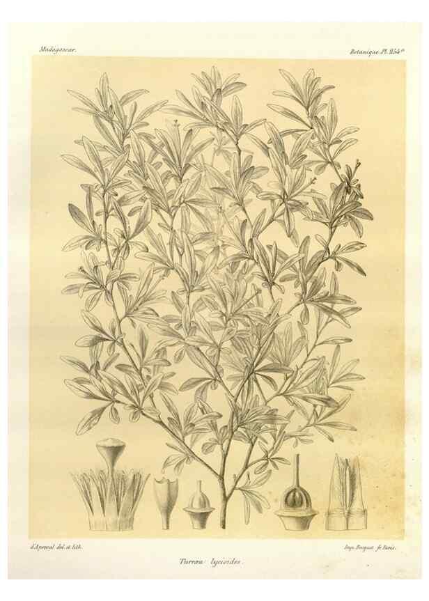 Reproducción/Reproduction 49785944046: Histoire physique, naturelle, et politique de Madagascar. Paris :Impr. nationale,1885-. 