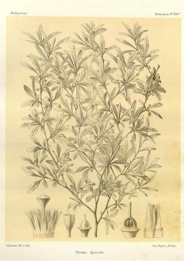 Reproducción/Reproduction 49785944046: Histoire physique, naturelle, et politique de Madagascar. Paris :Impr. nationale,1885-. 