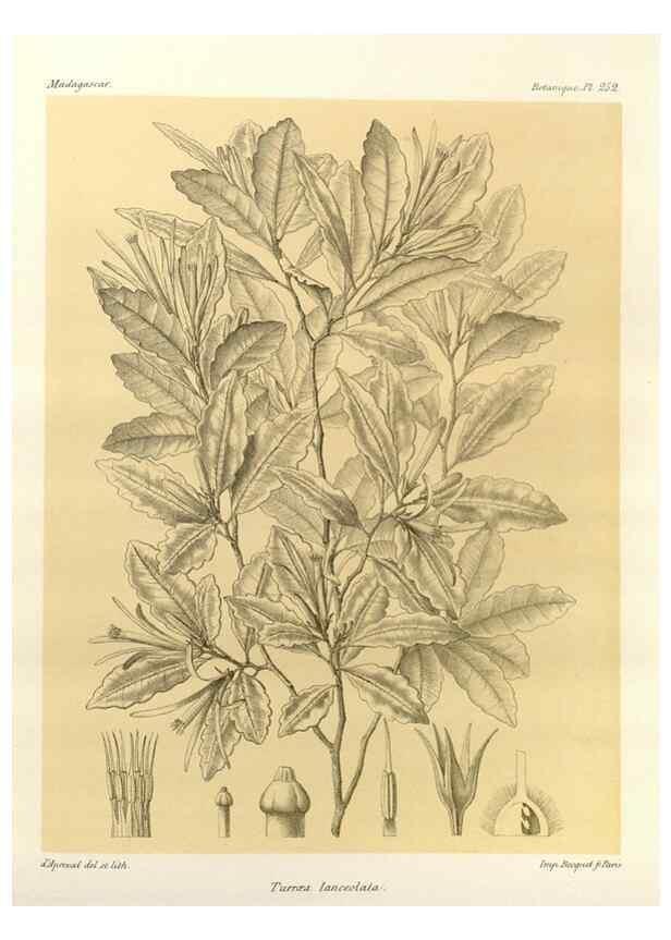 Reproducción/Reproduction 49785404523: Histoire physique, naturelle, et politique de Madagascar. Paris :Impr. nationale,1885-. 