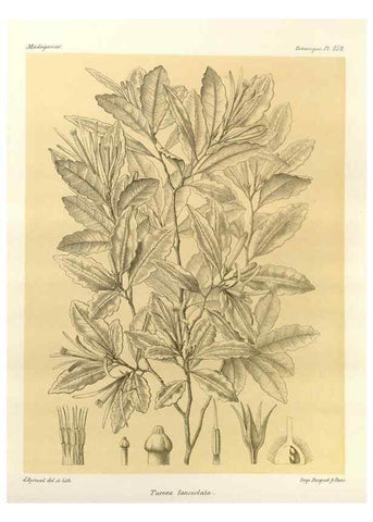 Reproducción/Reproduction 49785404523: Histoire physique, naturelle, et politique de Madagascar. Paris :Impr. nationale,1885-. 