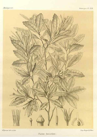Reproducción/Reproduction 49785404523: Histoire physique, naturelle, et politique de Madagascar. Paris :Impr. nationale,1885-. 