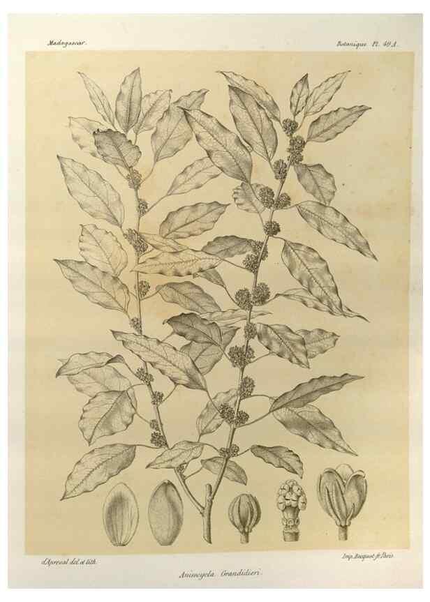 Reproducción/Reproduction 49785845456: Histoire physique, naturelle, et politique de Madagascar. Paris :Impr. nationale,1885-. 